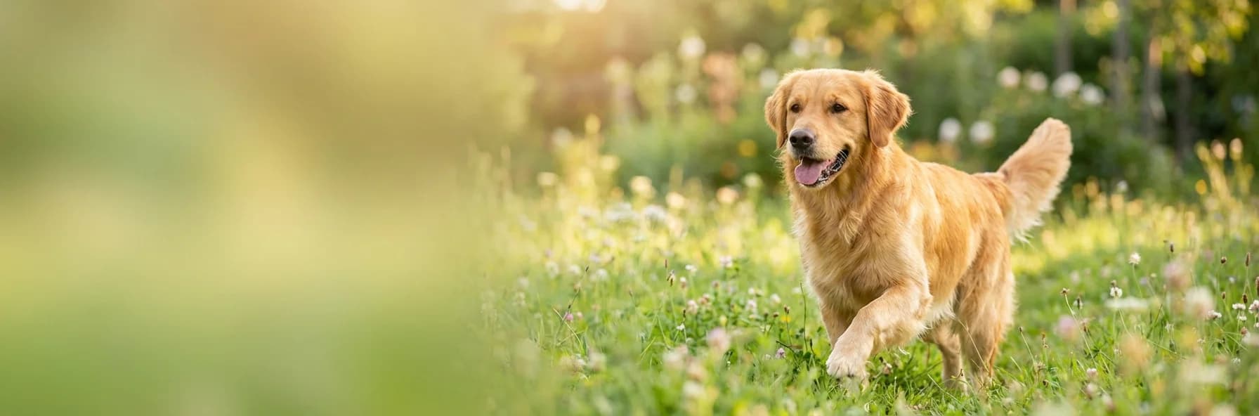 سيمباريكا TRIO — حماية شاملة